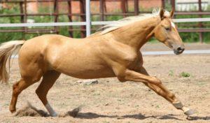 Características e historia del origen de los caballos de sal