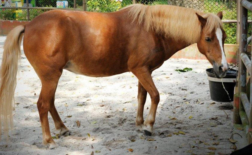 cólicos en caballos