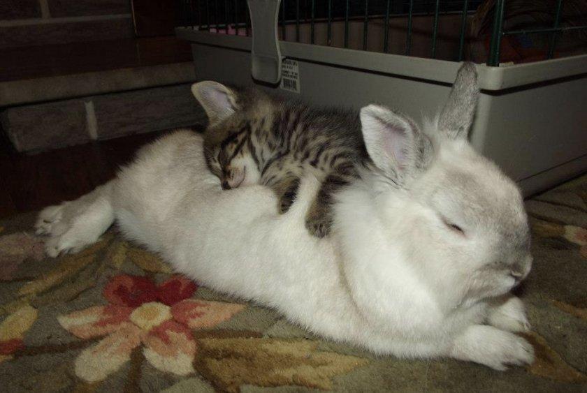 the rabbit is sleeping