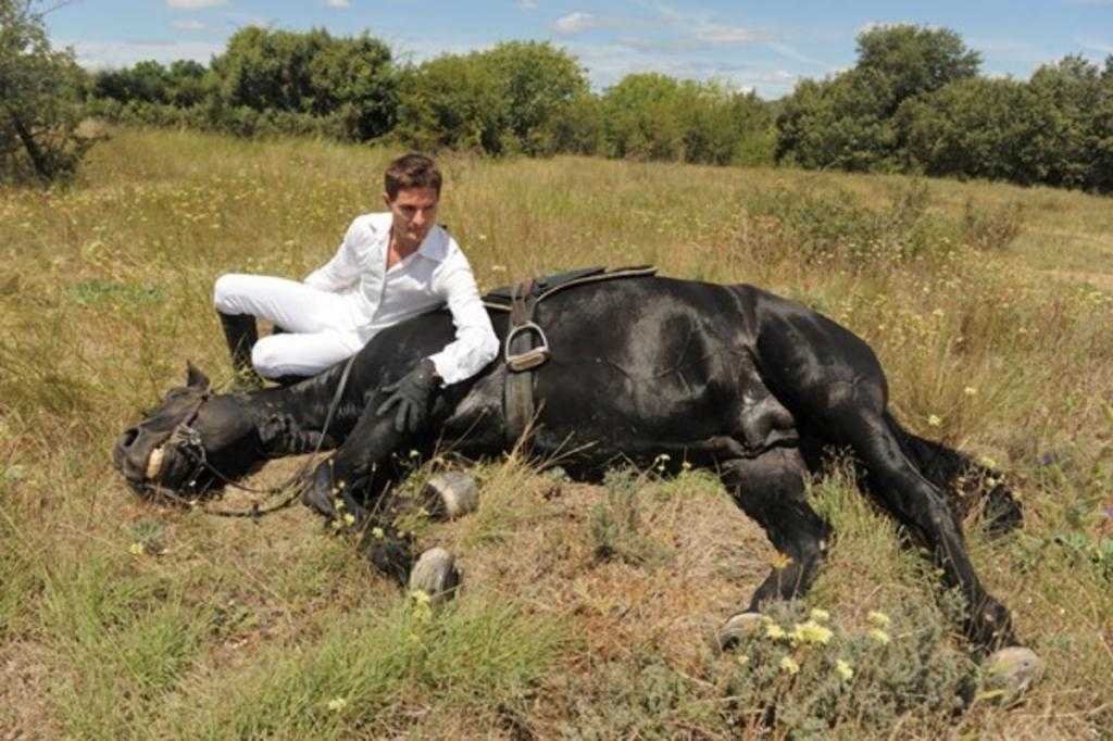 el caballo esta enfermo