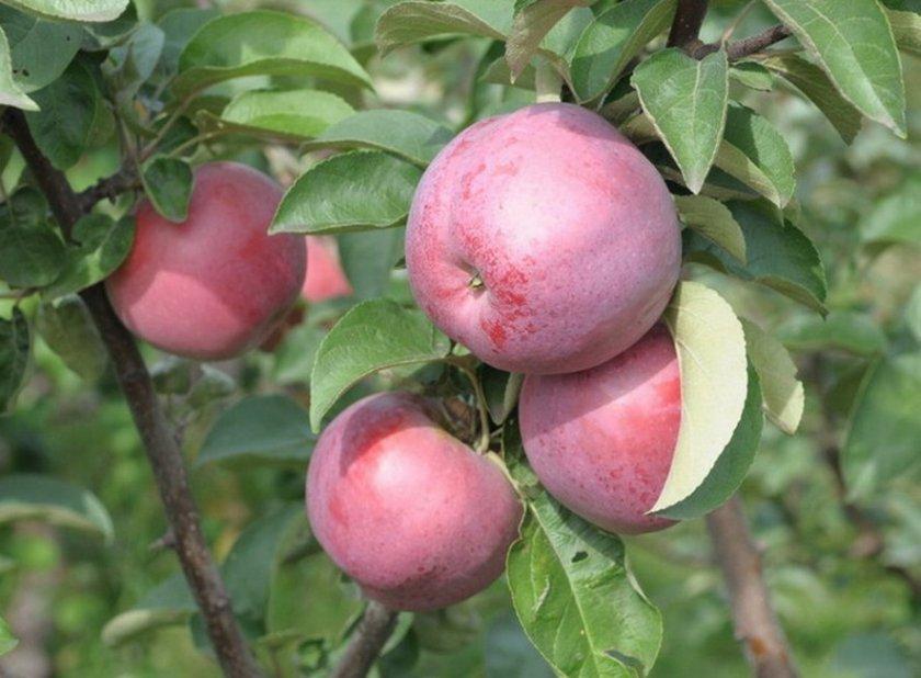 cadeau de pommier au comte