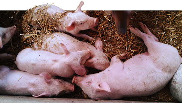 salmonellosis of pigs