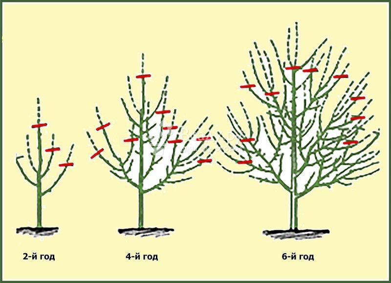 apple pruning