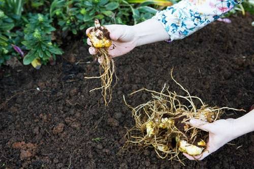 planter des fleurs