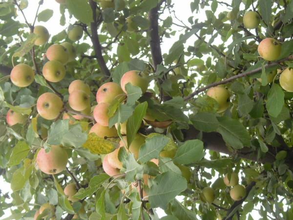 manzanas con gusanos como luchar