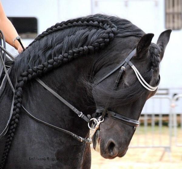 coiffure de cheval