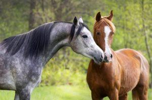 How to choose the right nickname for a horse and stallion, the most beautiful names