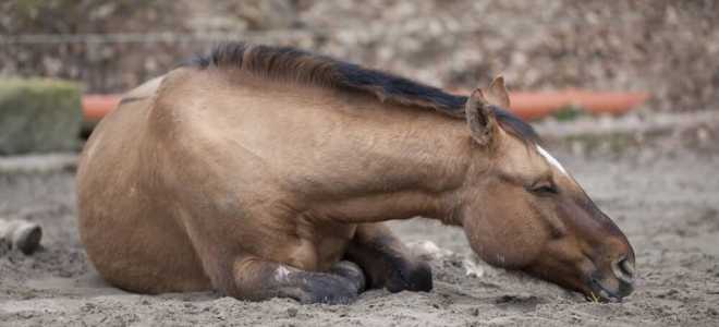 cólico de caballo