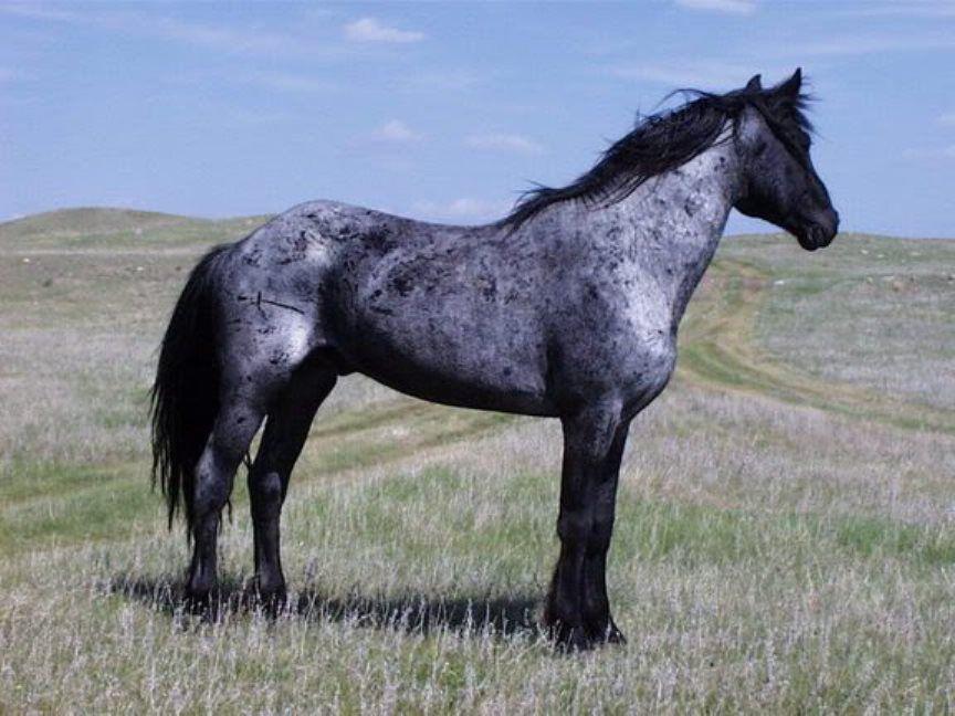 roan horse