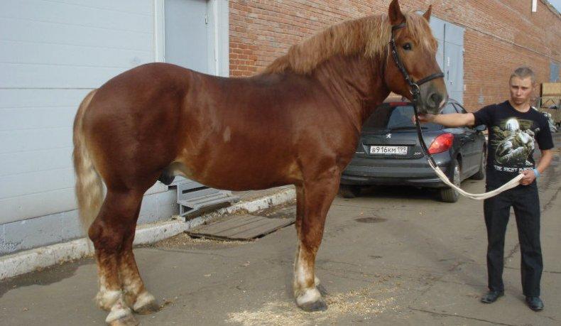 Raza de caballo de tiro pesado soviético