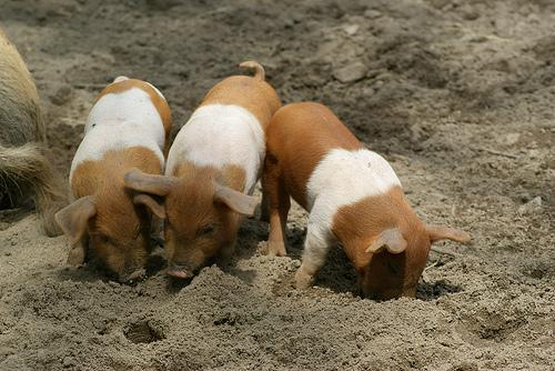 Cochon de protestation danois