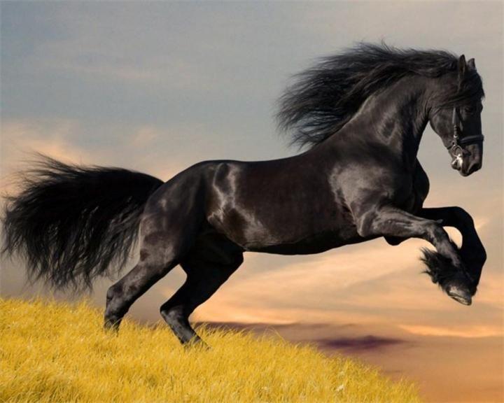 Arabian horse