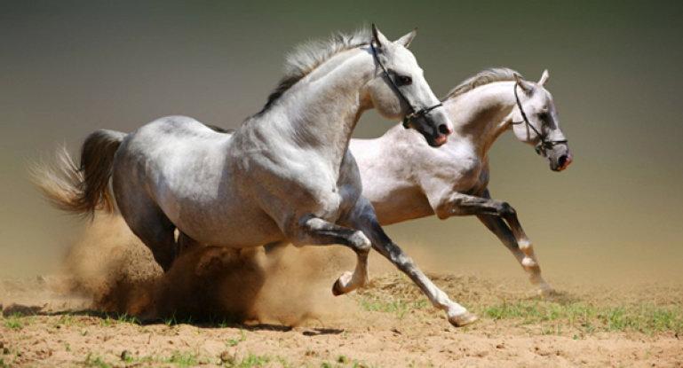 un beau cheval