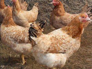 Description et caractéristiques de la race de poulets Tsarskoïe Selo, règles d'entretien