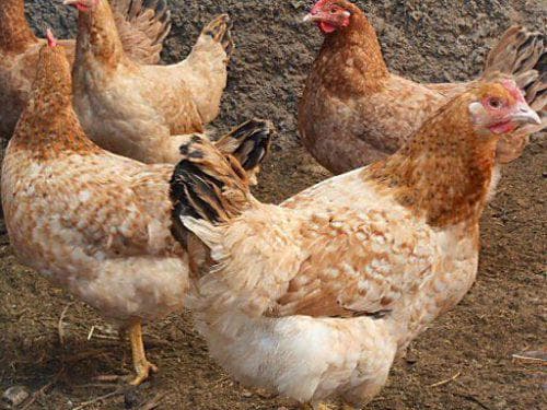 Tsarskoye Selo breed of chickens