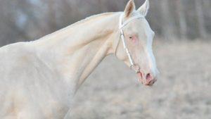 Dans quelles races se trouvent les chevaux du costume Isabella et l'origine de la couleur