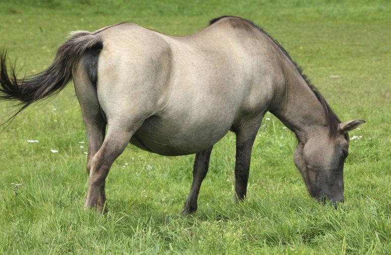 caballo preñado