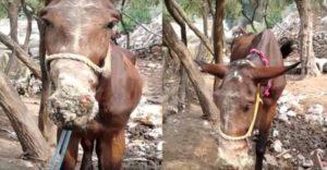 Epizootología y síntomas del muermo en caballos, métodos de tratamiento y prevención.