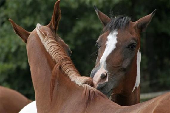 two horses