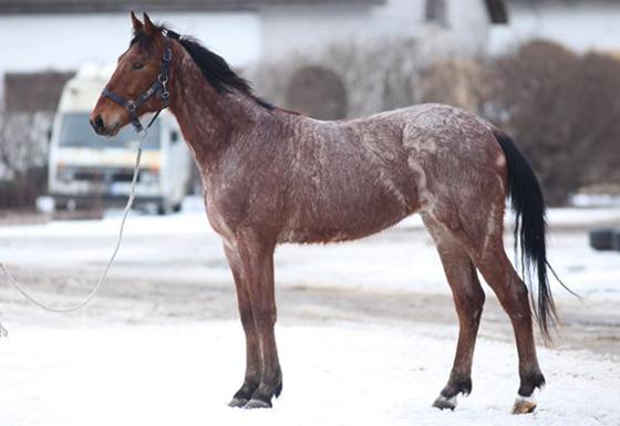 roan horse