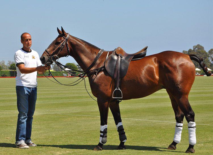 hombre y caballo