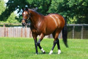 Combien peuvent coûter un cheval de race pure et ordinaire et les races les plus chères?