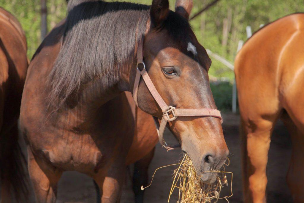 horse eating