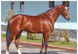 Description and rules of keeping horses of a trotting breed, application and cost