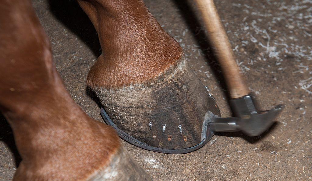 shoe horses