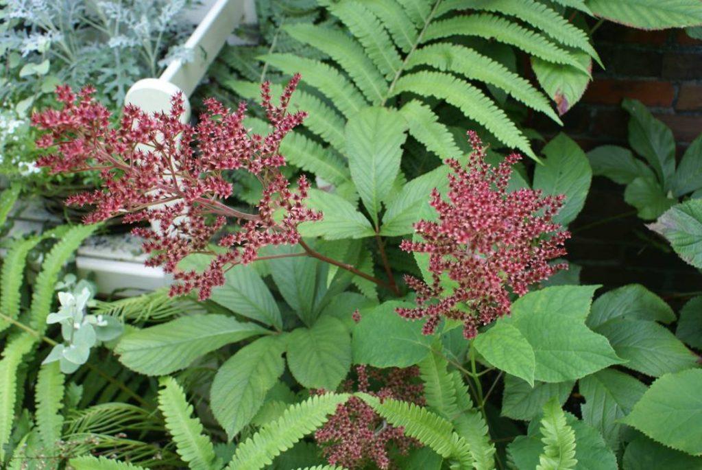 buisson de fleurs