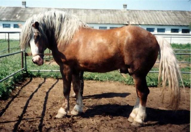 tratamiento de caballos