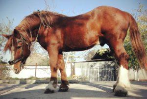 Caractéristiques de la race de cheval à fort tirant d'eau soviétique et règles d'entretien