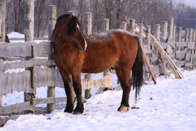 Vyatka horse