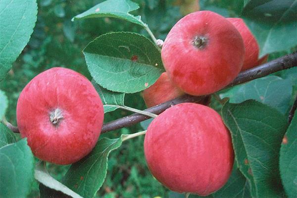 apple tree silver hoof