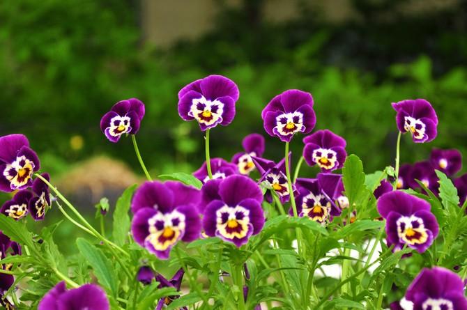 pansies