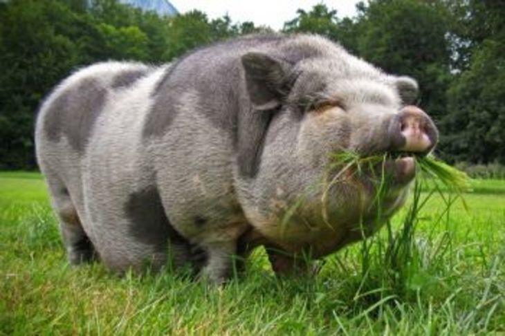 Mirgorod pig breed