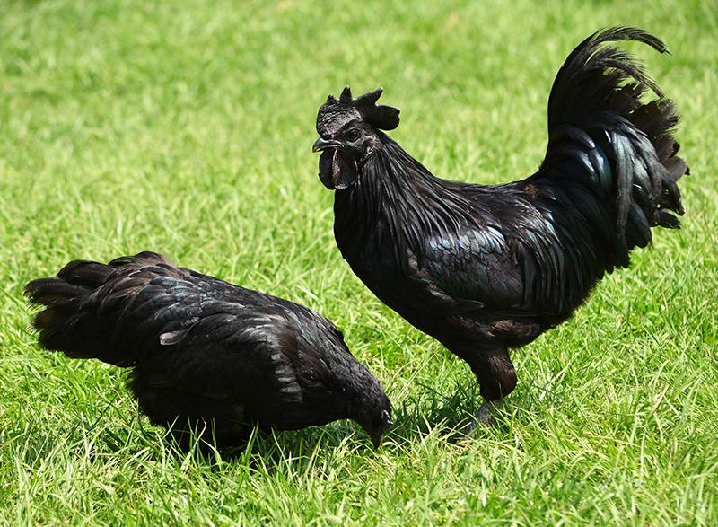 black chickens