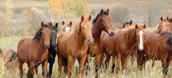 beaucoup de chevaux