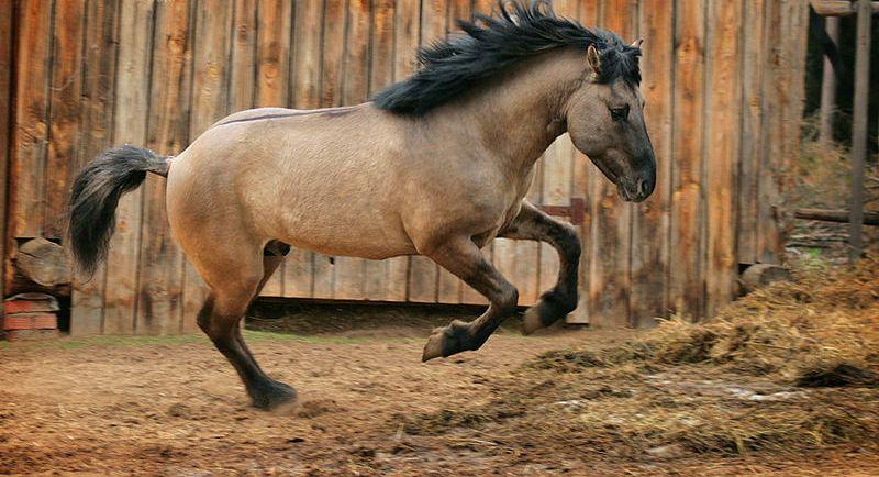 Bashkir horse