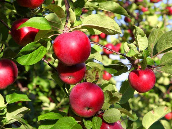 Pommier sucré biélorusse