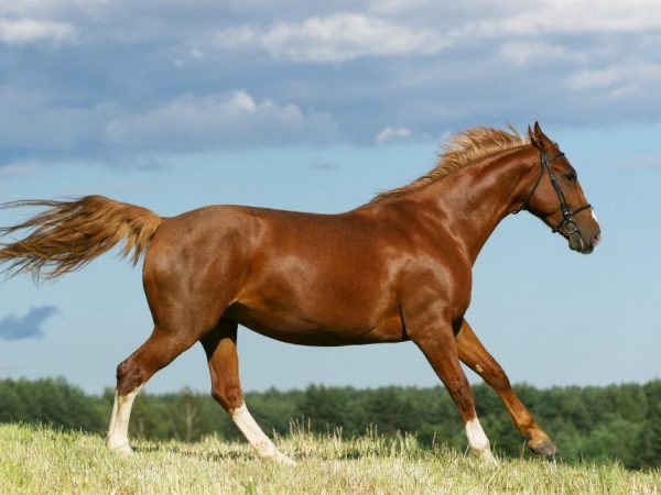 Budyonnovskaya horse