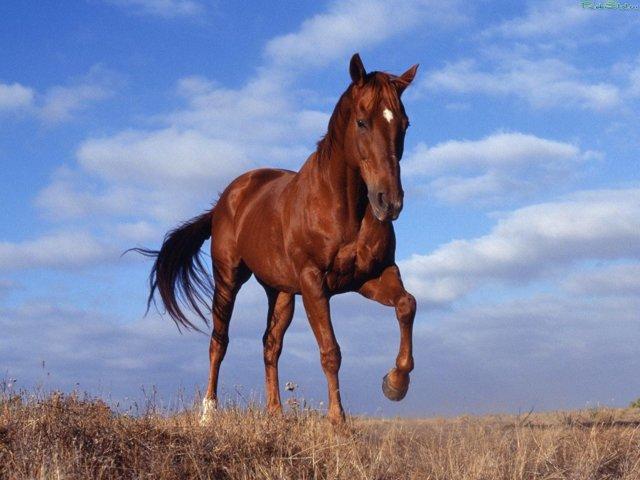 un hermoso caballo