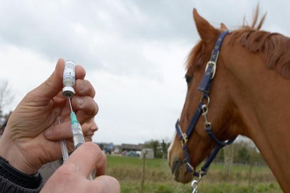 pinchazo de caballo