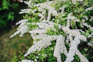 Beschreibung und die besten Sorten von Schwefelspirea, die Regeln für das Pflanzen und die Pflege auf freiem Feld