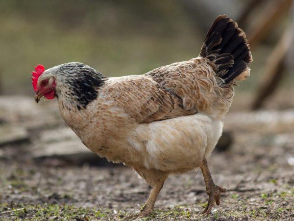 Race de poulets Tsarskoïe Selo