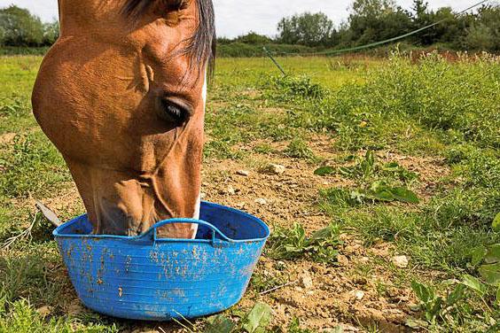 alimentar caballos