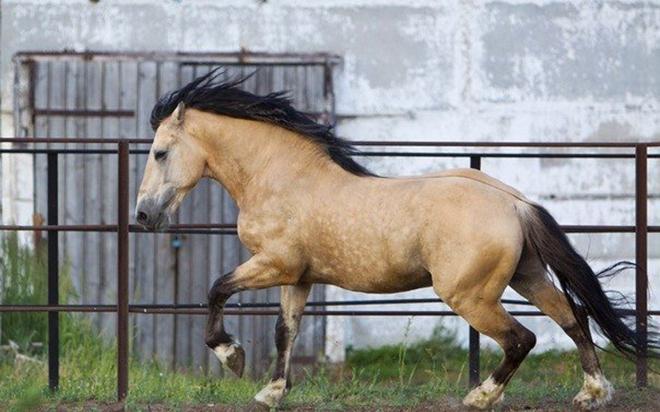 Caballo marrón