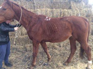 Descripción de la leptospirosis en caballos, tratamiento e instrucciones de uso de la vacuna.