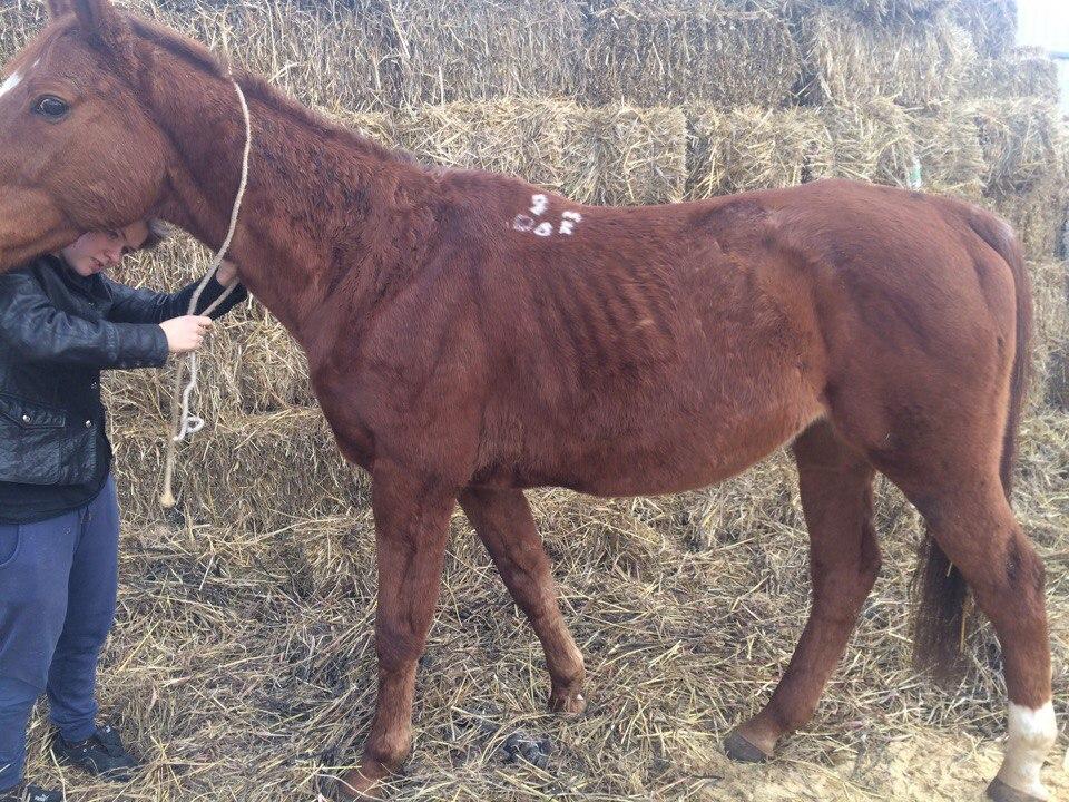 equine leptospirosis