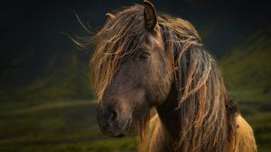 Para que sirven las melenas de los caballos y como cuidarlas, como trenzarlas y recortarlas